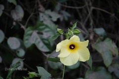 Abelmoschus angulosus var. angulosus